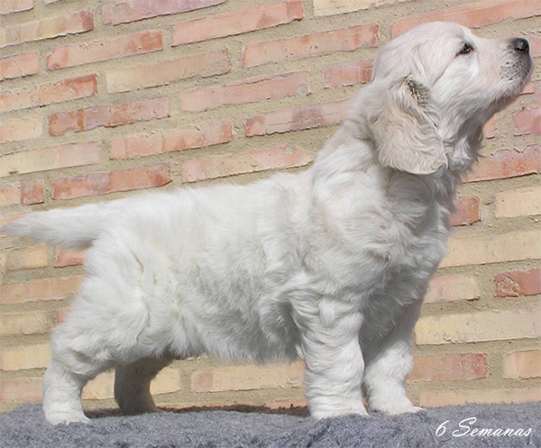 Cachorro Hijo de Koda x Betty